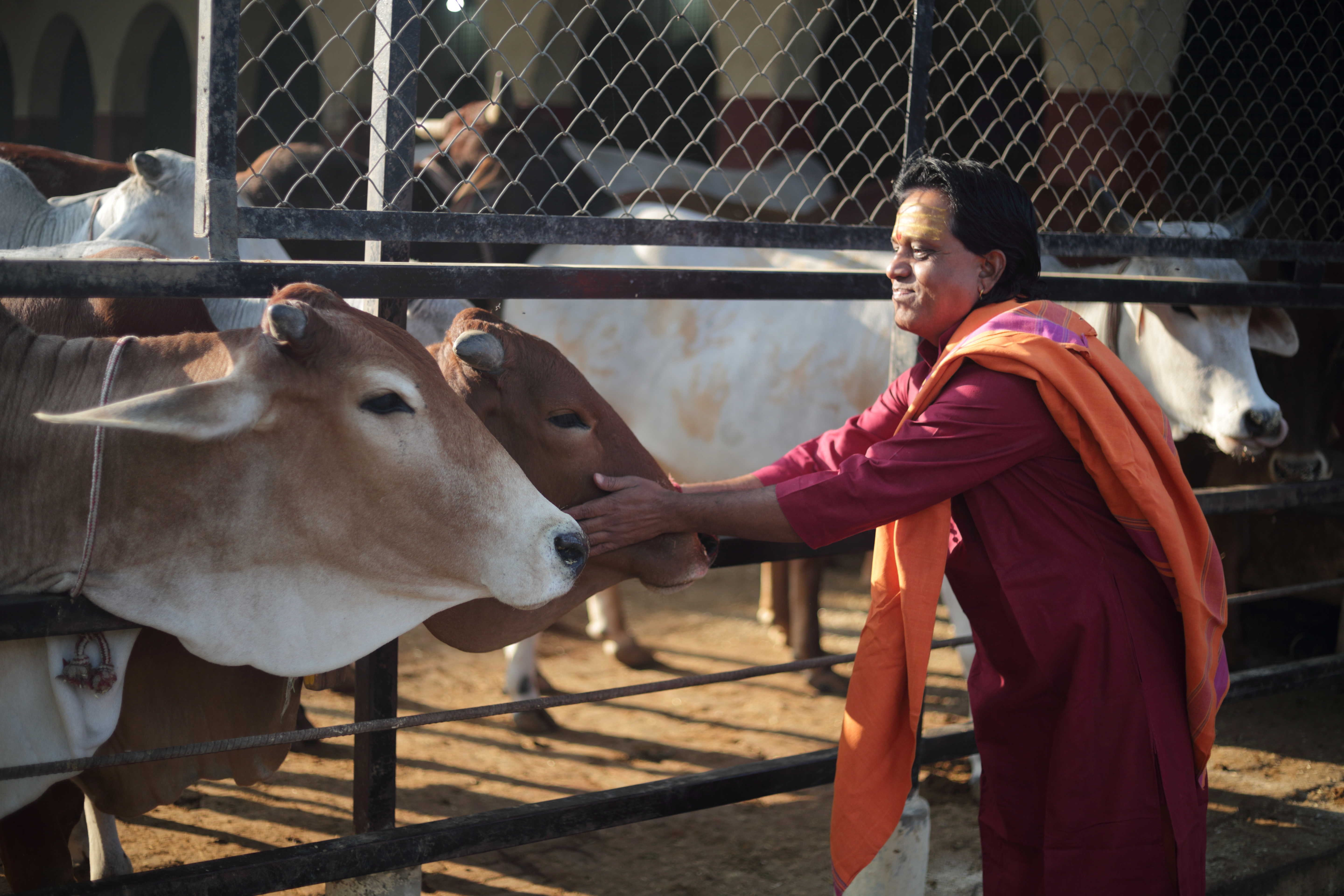 गौ माता के संग