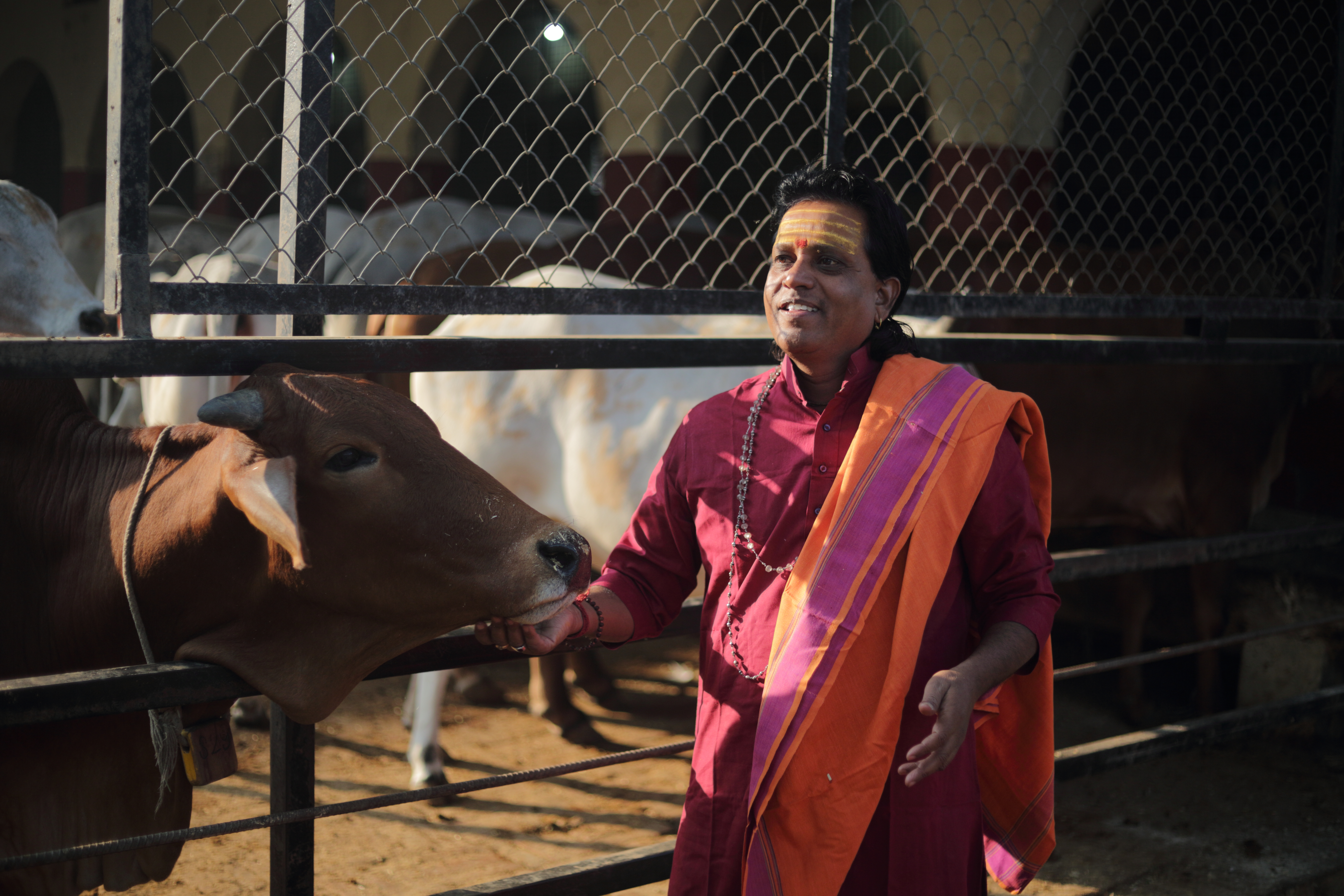 सरसों के खेत में